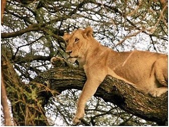 Tree climbing lions - Lake Manyara National Park Lake Manyara National Park, Tree climbing lions - wildlife tourism